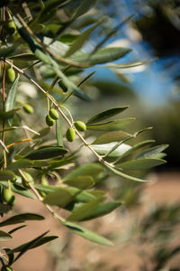 Close-up of fresh green plant