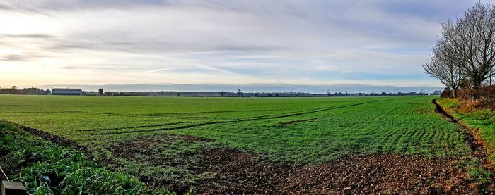 Scenic view of agricultural field against sky