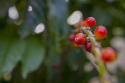 Close-up of red berries growing on tree