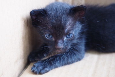 Close-up portrait of black cat