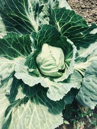 High angle view of rose on leaf