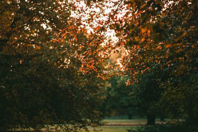 Trees in autumn