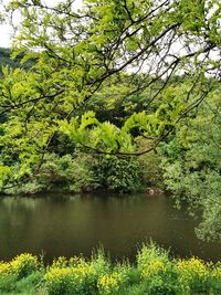 Scenic view of lake amidst trees and plants