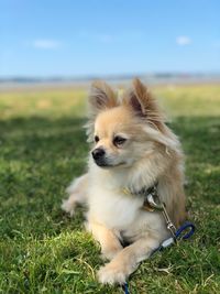 Dog looking away on field