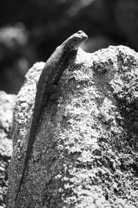 Close-up of lizard on tree stump