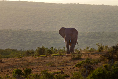 Elephant standing on field against sky