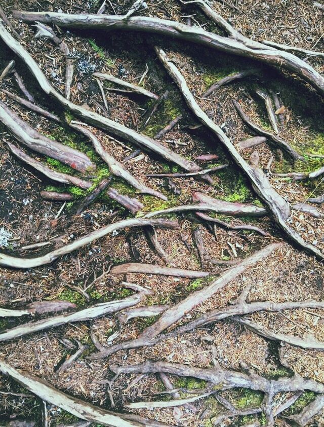 CLOSE-UP OF TREE TRUNK