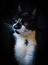 Close-up portrait of cat sitting against black background