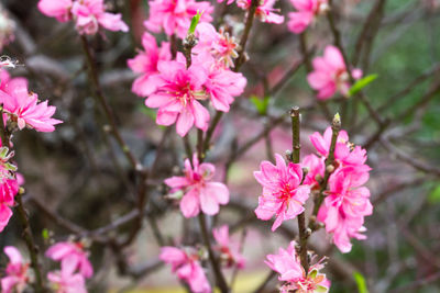 Close-up of pink flowers