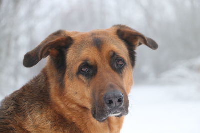 Close-up portrait of a dog