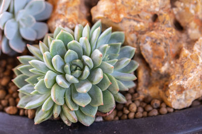 Close-up of succulent plant