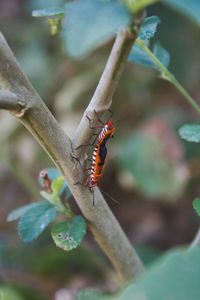 Close-up of insect on plant