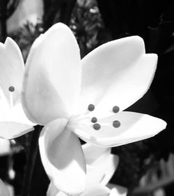 Close-up of white flowering plant