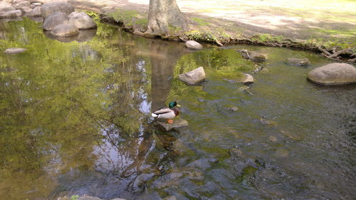 High angle view of ducks swimming in water