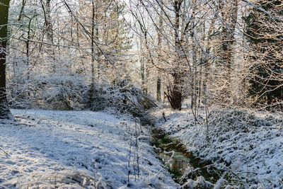 Bare trees in forest during winter