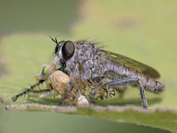 Close-up of insect