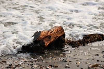 Rocks on beach during winter