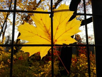 Close-up of maple leaf