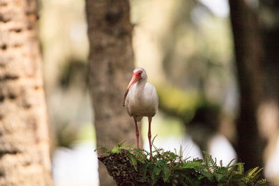 American white bird eudocimus albus wading bird perched on a tree in swamp of myakka river 