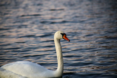 Close-up of swan swimming in lake