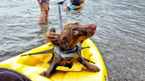 Low section of man with dog in water