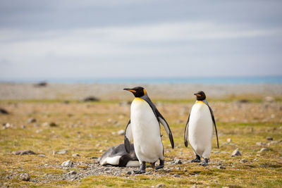 Penguins walking on field
