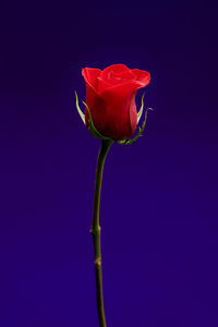 Close-up of red rose against blue background