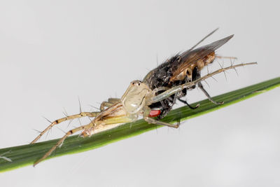 Close-up of caterpillar