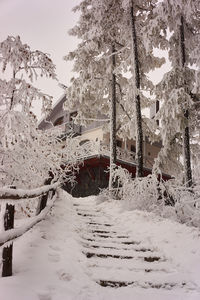 Close-up of frozen tree against mountain