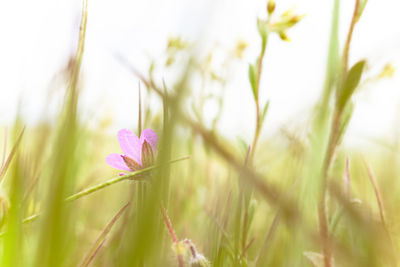 Close-up of plant growing on field