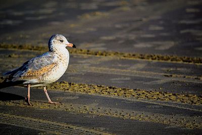 Close-up of bird