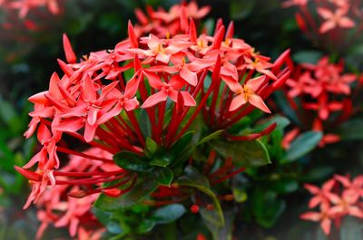 Close-up of red flowers