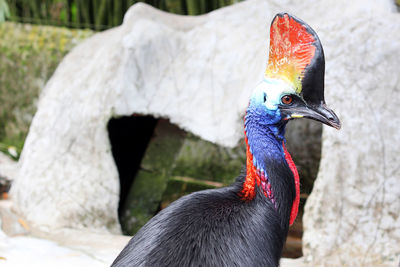 Close-up of a bird