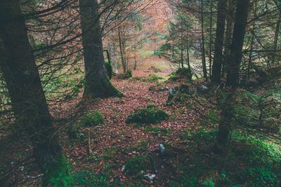 Trees in forest