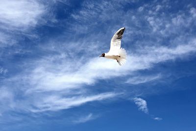 Low angle view of seagull flying in sky