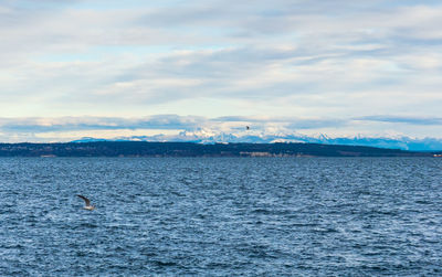 View of birds swimming in sea against sky