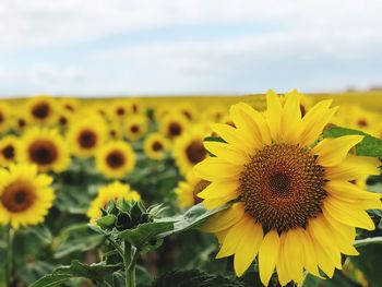 Close-up of sunflower on field against sky