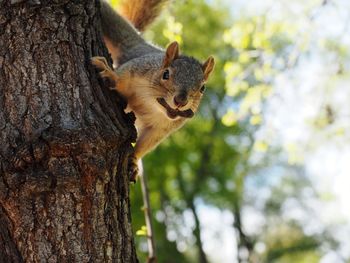 Close-up of squirrel on tree trunk