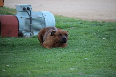 Dog on field