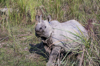 Irate female one-horned rhinoceros protecting her new-born baby seen in soft focus background