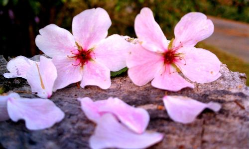 Close-up of pink flowers blooming outdoors