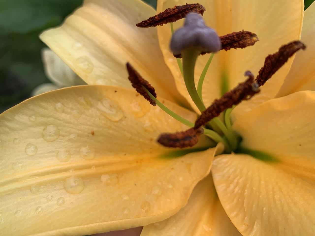 CLOSE-UP OF YELLOW LILY IN BLOOM
