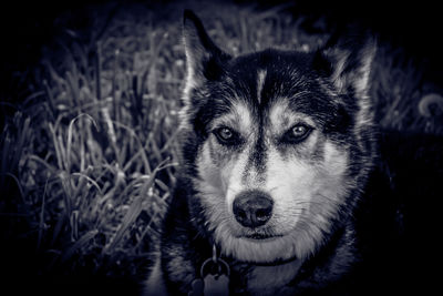 Close-up portrait of dog