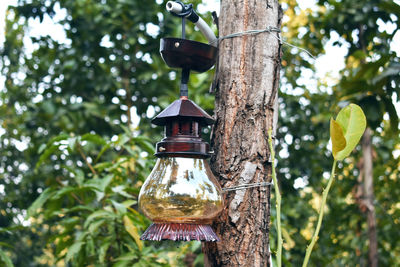 Low angle view of electric lamp hanging on tree