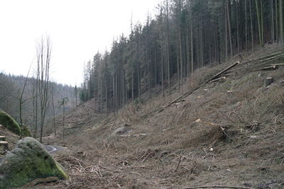 Panoramic shot of trees on land against sky