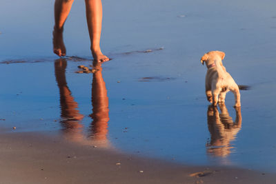 Low section of man playing with dog on beach