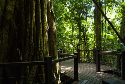 Trees in forest