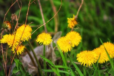 Close-up of yellow flowering plant on field