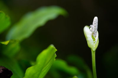 Anubia blossom underwater