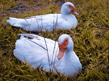 High angle view of duck on field